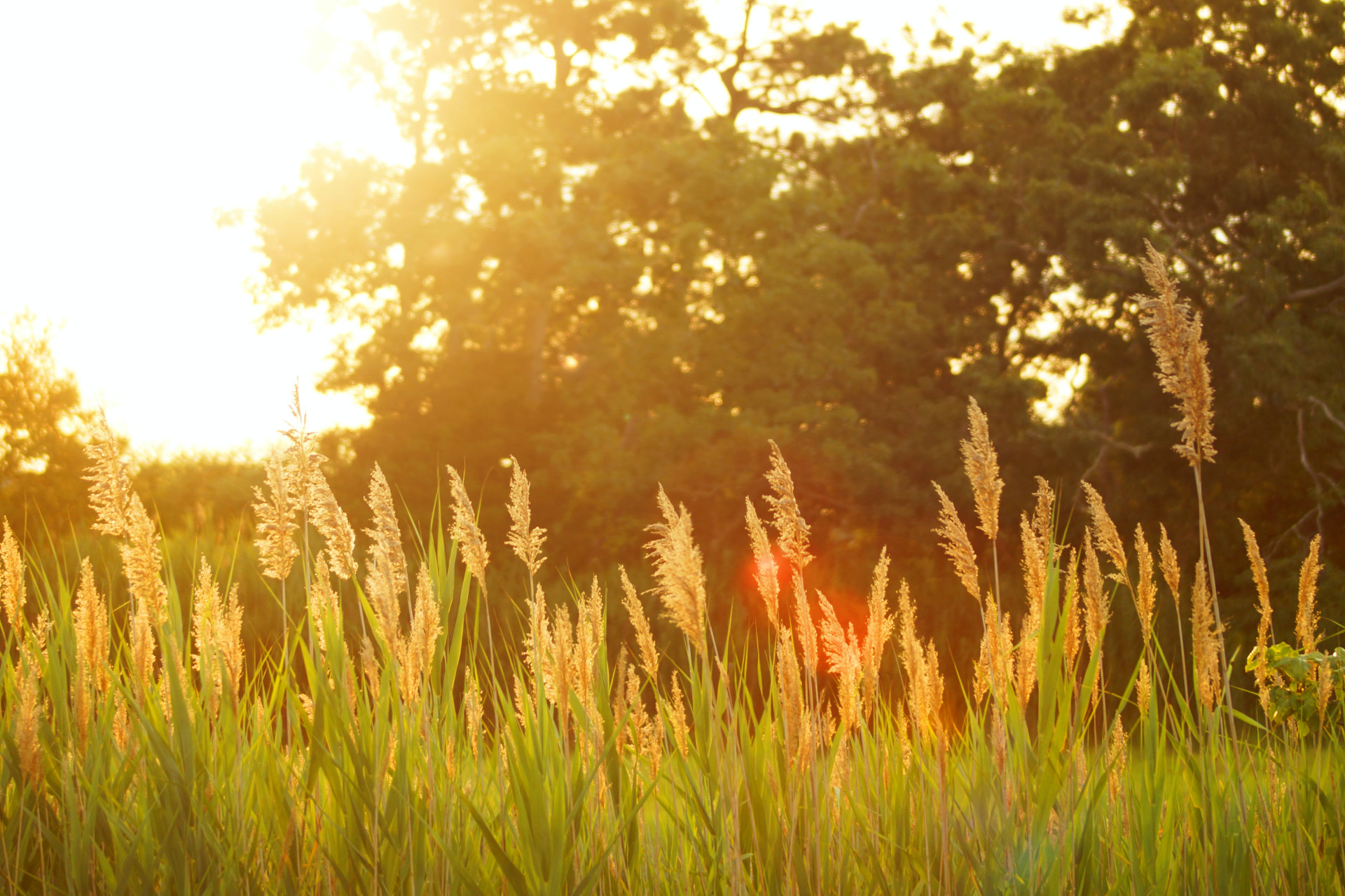 Imagem Da primavera ao verão econômico