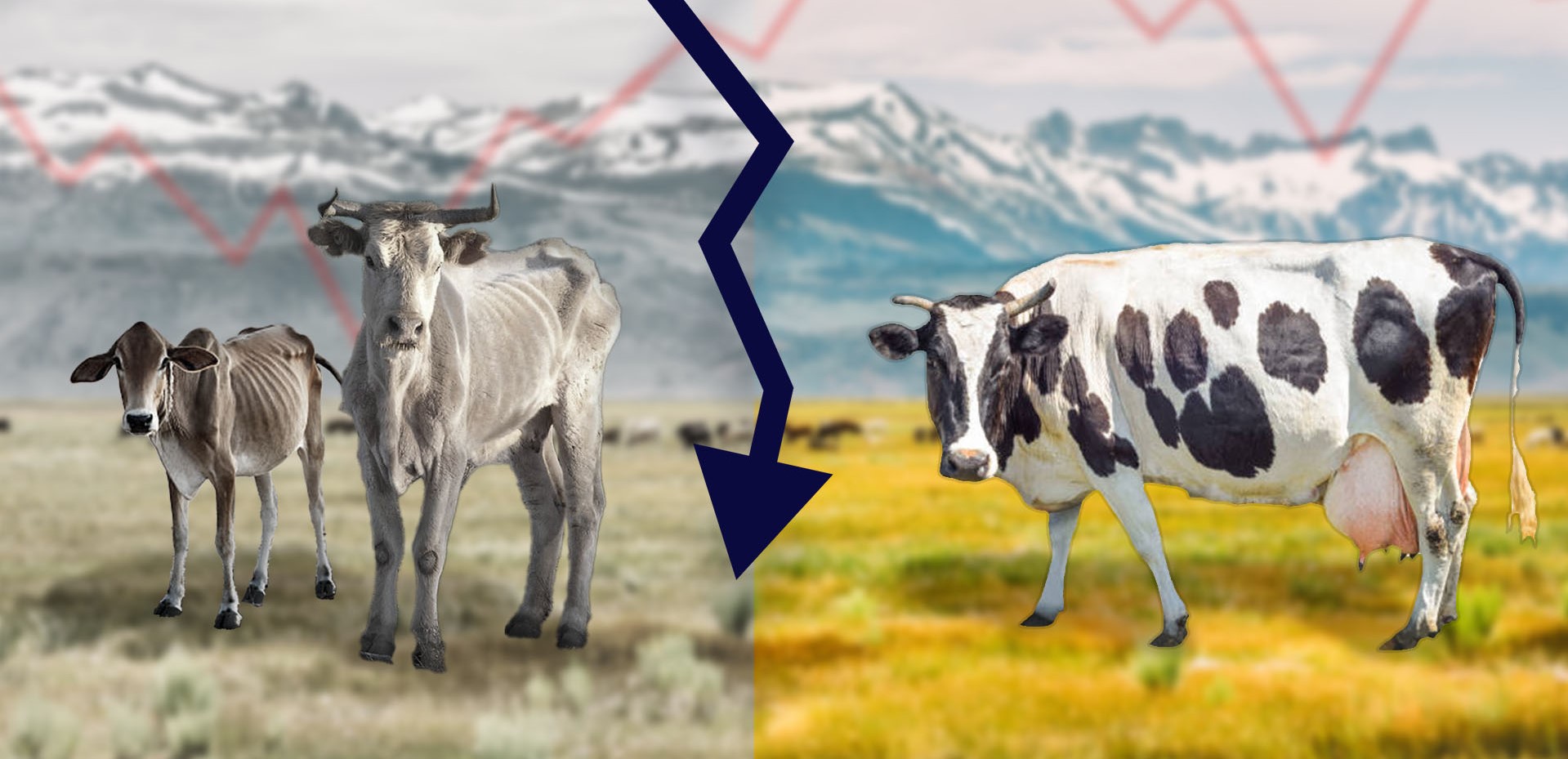 Imagem Vacas gordas e vacas magras