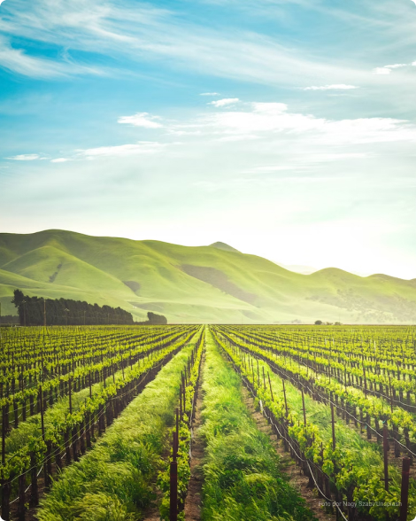 What are Agribusiness Funds? | Kinea's Agribusiness Funds are dedicated to investing in securities, especially Agribusiness and Real Estate Receivables Certificates (CRAs and CRIs respectively), FIAGRO shares, and Agribusiness and Real Estate Credit Letters (LCAs and LCIs respectively). With dynamic and intelligent allocation, the fund aims to generate monthly income for shareholders, consistently distributing dividends.